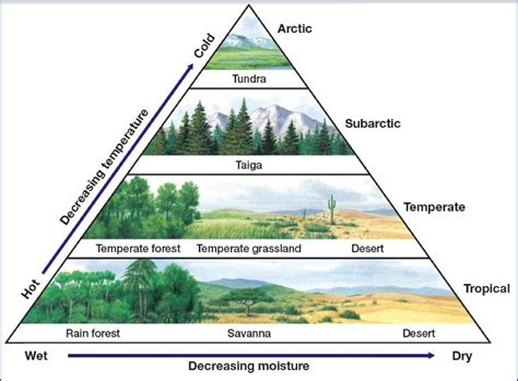 What is the Weather in the Desert? And How Does It Influence the Unique Ecosystems Within?